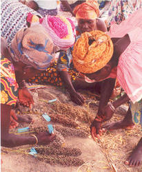Femmes choisissant des panicules de sorgho (Photo : K. vom Brocke)